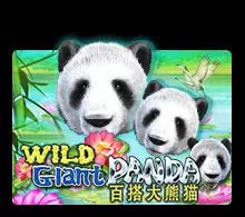 Wild Giant Panda